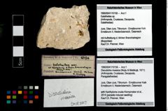 Foto (Objekt + Etikett) von Discutiolira moesica (Muţiu & Bădăluţă, 1971)  (NHMW-GEO-1990-0041-10156)